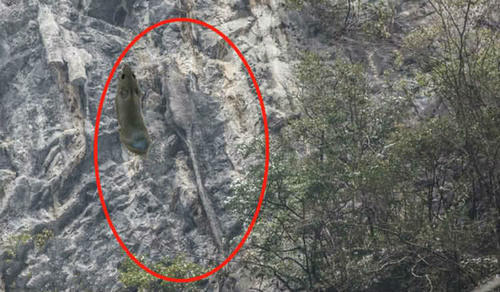 游客在旅途中,无意拍摄到重庆悬崖峭壁上,趴着一只3米长大老鼠