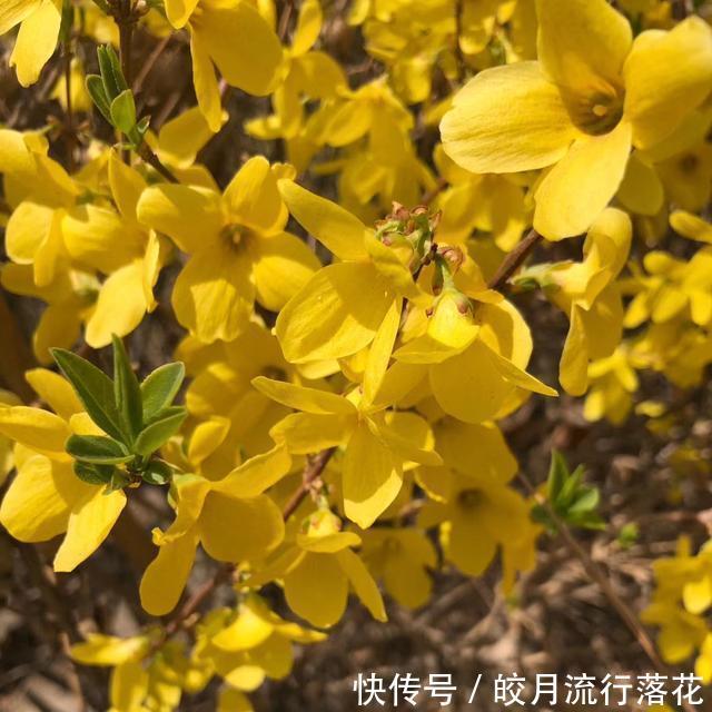  『植物』感觉公园里的植物就是不一样