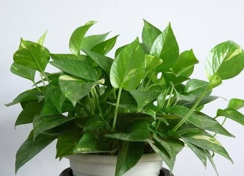  【新房】在新房养这几种植物，再也不用担心被甲醛污染啦！