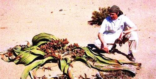  可活：沙漠中“最长寿”植物，最长可活2000年，植物仅拥有两片叶子