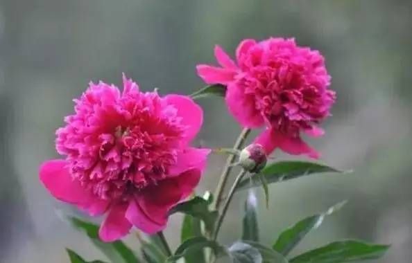 前方花海高能，这些花儿你能认出几种？