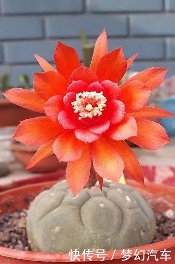  [鲜花美景]第一次见这么美的仙人掌花！大开眼界！