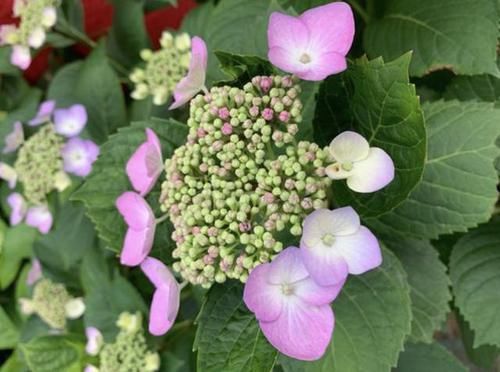  [花苞]1种“促花水”，用来喷绣球花，每隔7天“喷1次”，花苞冒出来！