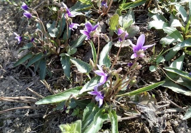  崖边|崖边的一种“野草”叫“紫花地丁”，拔掉一根少一根，很珍