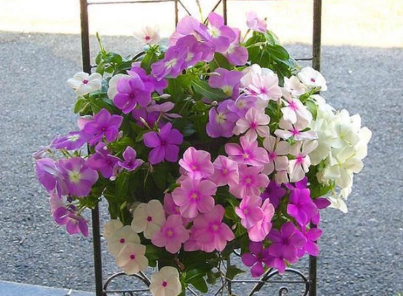  「有花赏」1种“平民花”，便宜又好养，10元两盆，开花超强，四季有花赏！