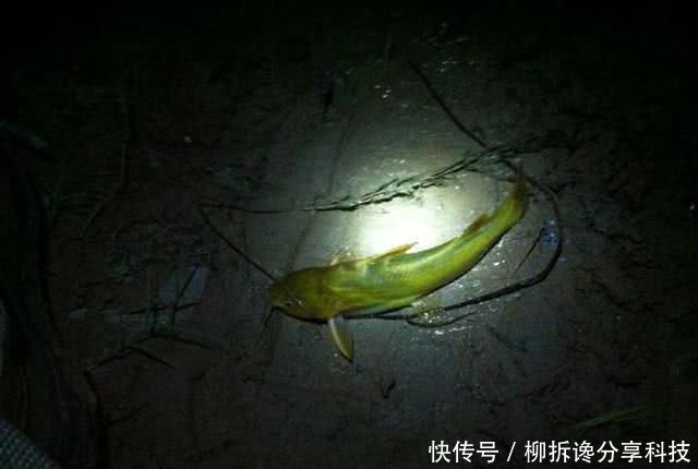  『蚯蚓』不要嫌太贵，钓鱼不是只能用蚯蚓，虾饵也能钓获黄颡和甲鱼