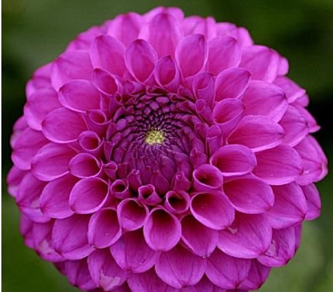  『厉害』这花，真厉害，花朵大如扇，花色鲜艳好喜欢，开花不断，四季赏花