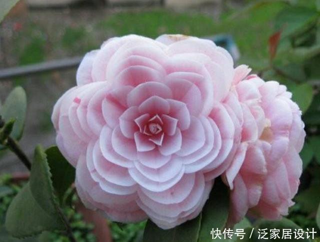 「珍品」怎样才能繁殖出漂亮的茶花珍品“十八学士”
