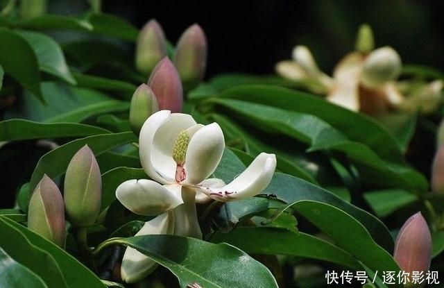  5厘米@巴东木莲为特有的珍贵树种，属国家二级保护树种，为珍稀濒危植物