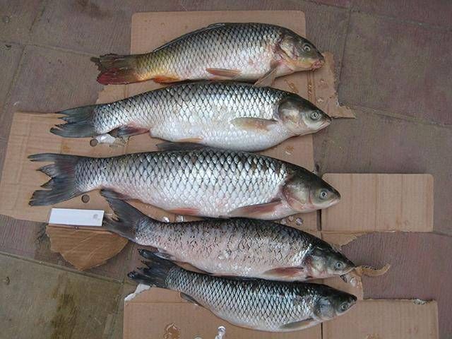  「钓竿」老式钓鱼竿早过时了，了解一下当下流行的新型大鱼“克星竿”吧！