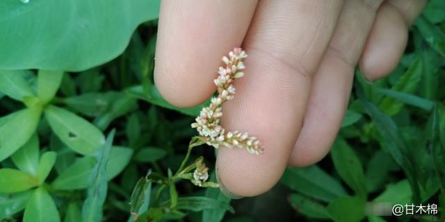 『除不尽』田地里除不尽的杂草:辣蓼,也叫醉鱼草,是制作酒曲的上好材料