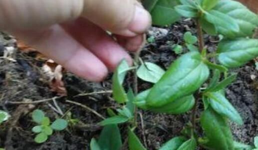  [不想]不想买花就养这，随手扦插1个枝，10天发芽，能长成老桩，花芳香