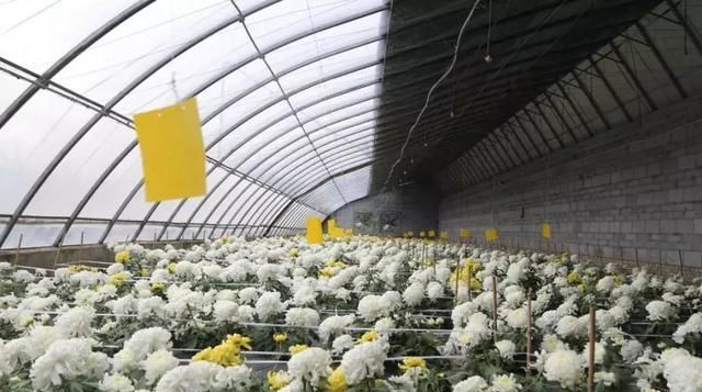 黄金九月楼观的花海开啦！赏花海、品花宴，全都不能错过！