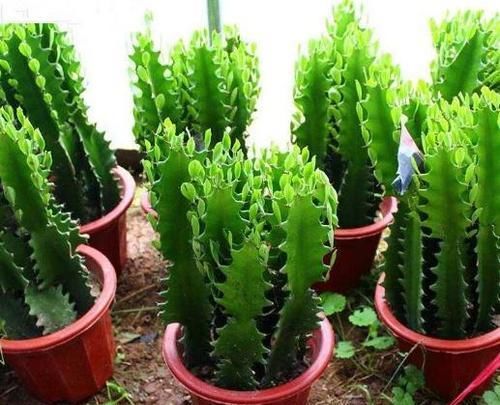  『植物』“一种植物”虽然长相不好，但净化空气一级棒，关键能“去煞气”
