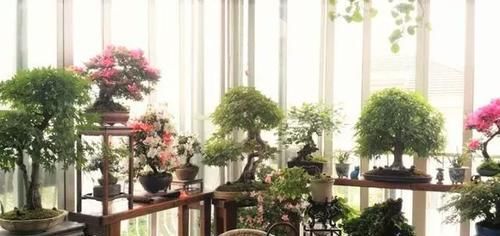  『回家』别人家的阳台好美，跟花艺师学了5种阳台种花的方法，回家搞起来