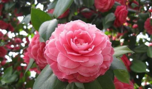  【花色】此花花色艳丽多样，花期长，花量大，花朵硕大，美丽无比