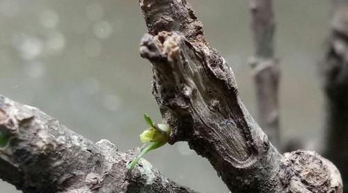  栀子花■分享一下栀子花盆栽洗根的优点和洗根上盆以后怎样养护才不会死苗