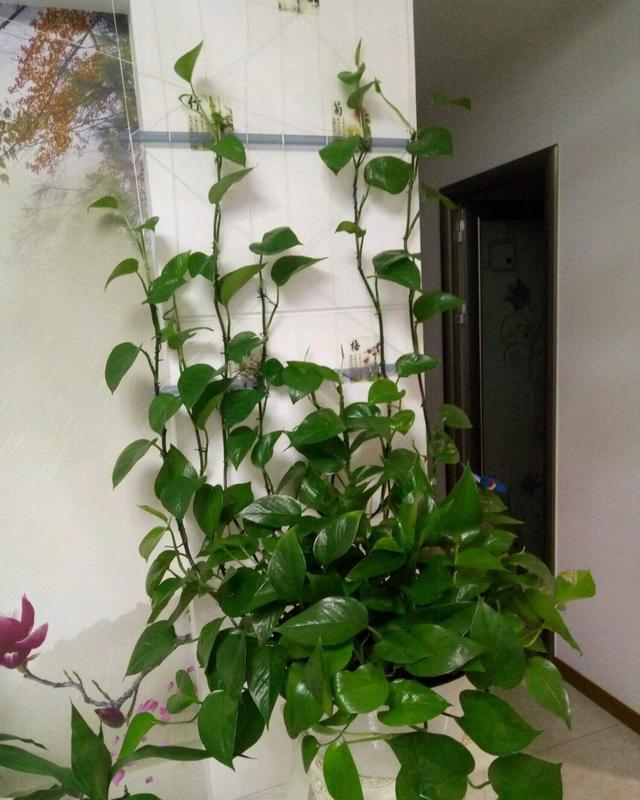  [油绿]绿萝黄叶不长了，给一点这个肥，10天浇一次，油绿发亮长爆盆