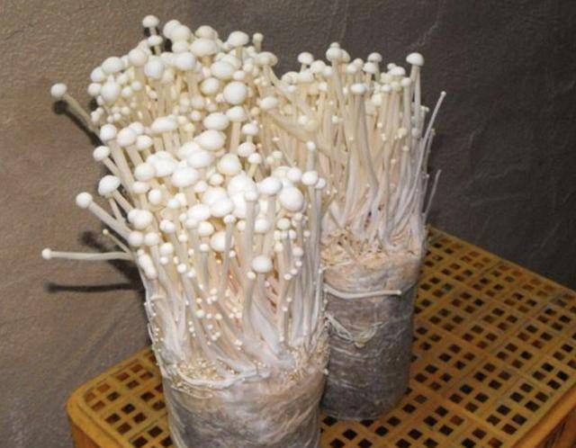 根部@胡大姐将金针菇盆栽,切去根茎,放入盆栽