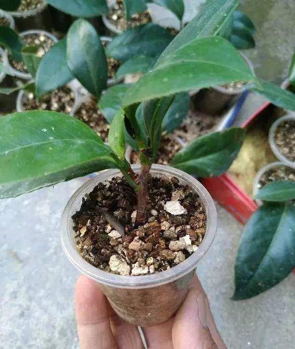 「扦插」茶花扦插秘籍,四季都可以进行,一根枝条就是一盆,成活率很高