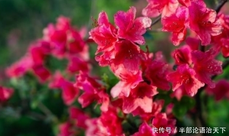 种爱|3种爱“喝醋”的花,30天能吃一斤,叶片青翠,开花旺,长得飞快