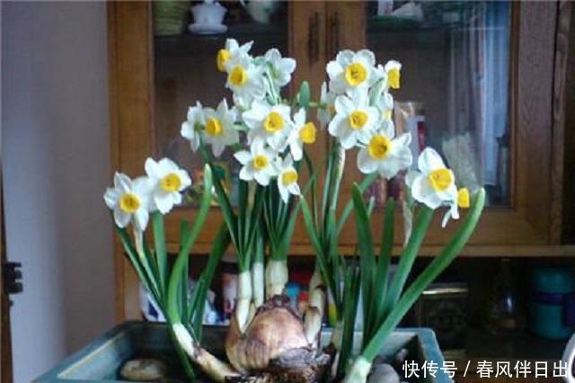 #适合#春天里,3种花最适合养护,外形优美花香浓郁,关键成活难度超低