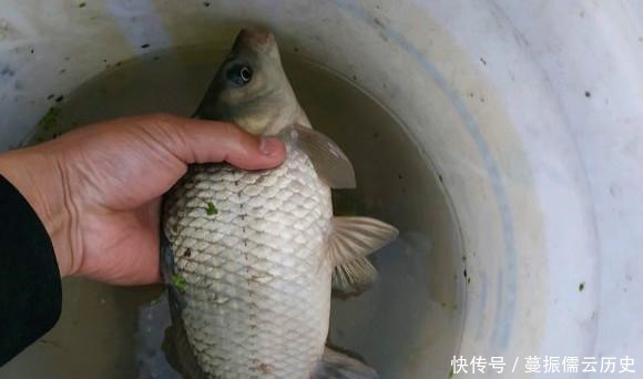 「没想到」这样一条小河沟里, 没想到会有鳜鱼, 我这运气是不是让人羡慕呢