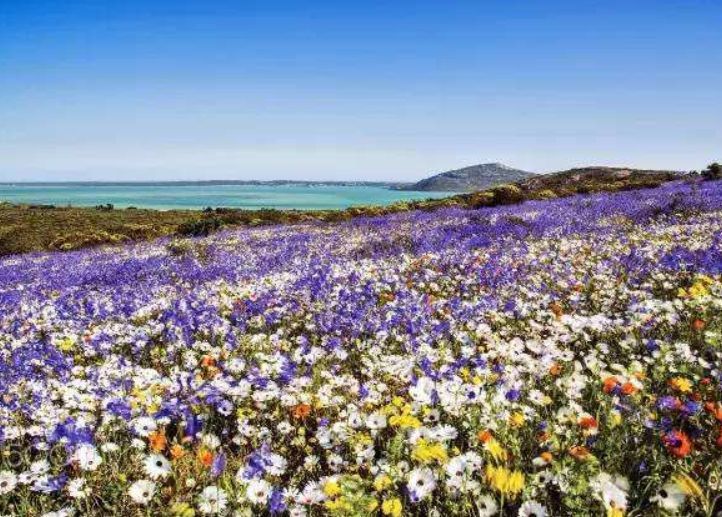 世界上最神奇的沙漠,长满多肉和鲜花,游客:怕不是个假的?