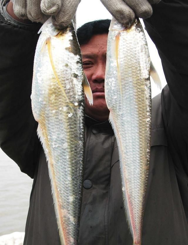  【随处可见】以前这种鱼在河里随处可见，20多年价格飙升上万元