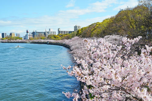 2019年樱花前线来袭!快来看最新樱花季预测!