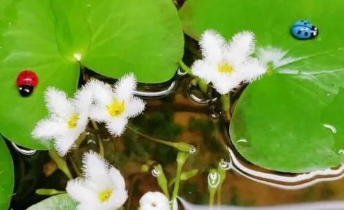  『即可』此花只有一片叶，花开如羽毛，见水即可活！