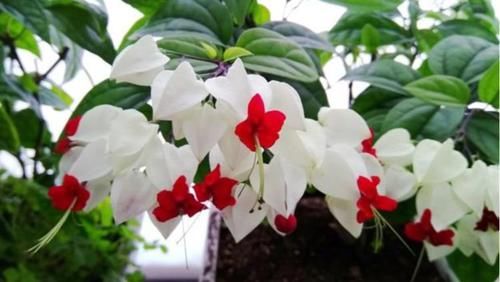  『养正』4种贱养花，现在养正适合，花期长花量大，一盆千百朵