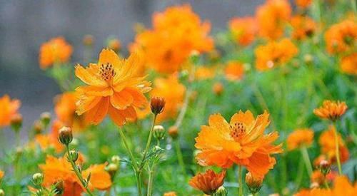  『野性美』客厅养花，就养盆“菊中精品”硫华菊，花开野性美，爆成菊花海