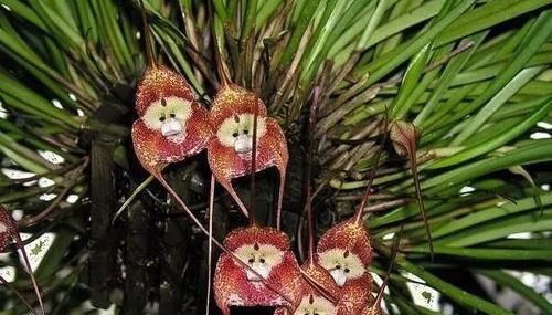  『植物』长有“猴脸”的植物，像一只只猴子挂在枝头，也能在任何季节开花