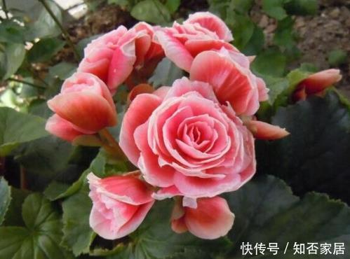  『经验』这4种花没经验的别瞎养，新手很难养活，很多“高手”都放弃了