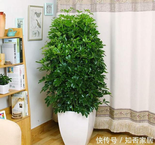 【家里】3种花养“家里”,吸毒气、制氧气,旺人又旺财,适合多养二三盆
