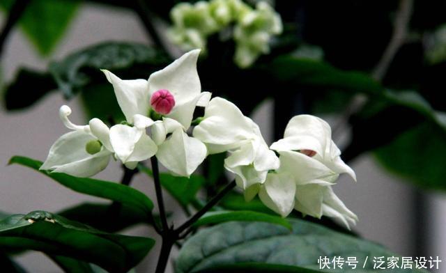  阳台|3种花适合养在阳台，好养易活不操心，一年四季开花不断，美极了