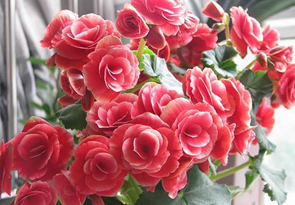  #漂亮#喜欢养护漂亮的花卉，就选择花朵簇拥，层层叠叠，花开妖娆的花卉