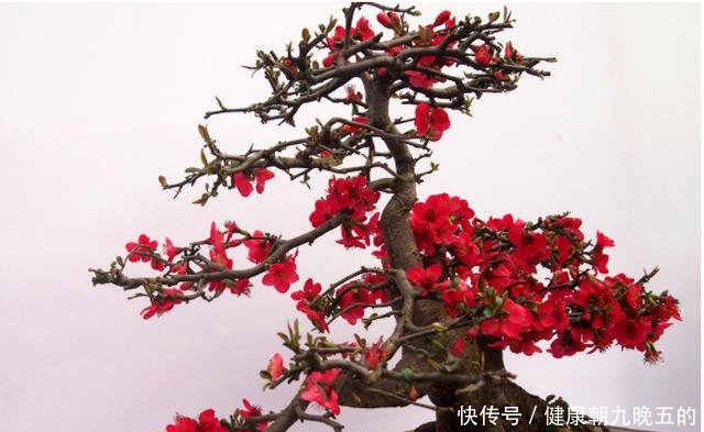  『家里』春天就养此花，耐寒抗热易爆盆，放在家里吸废气，呵护家人健康