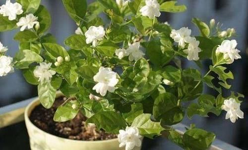  『大白』扦插茉莉？趁现在！掐个大枝捂上30天，大白根，水嫩嫩，满花苞