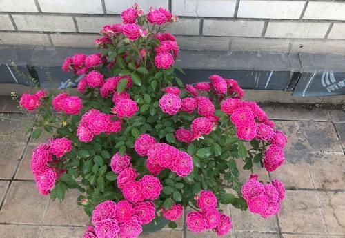  「玫瑰」“稀有玫瑰”泰姬，花开似美人，窈窕粉嫩，可以说是盆栽必备！