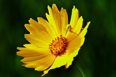 「养盆菊」喜欢养菊花,不妨养盆菊中珍品,娇小玲珑,似龙凤傲游,妖艳妖娆