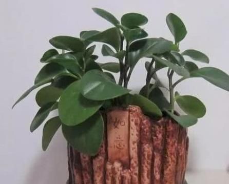 找到|豆瓣绿叶子不是有黑点就是黄叶,原因终于找到了!护根护叶有绝招