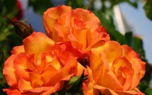  不妨：喜欢牡丹，不妨养“珍稀玫瑰”宠爱小姐，金蕊红衣，清奇美丽！