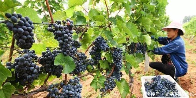  【大棚】拆了大棚，吃不起蔬菜；拆了猪圈，吃不起肉；禁养，买