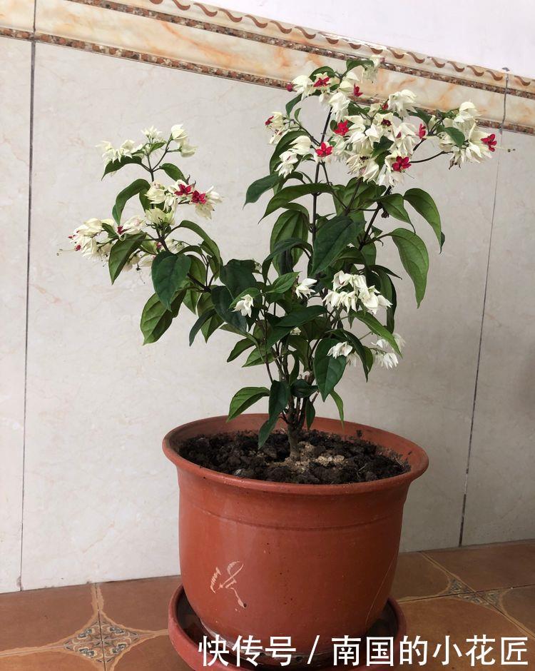  堪称@“高端玫瑰”假日公主，开花爆盆金闪闪，四季开花，堪称养花首选
