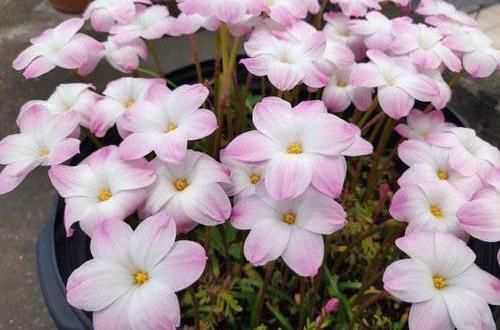  「花友」风雨兰开花少？丢在外面“多淋雨”，花箭窜满天，1球开出6朵花