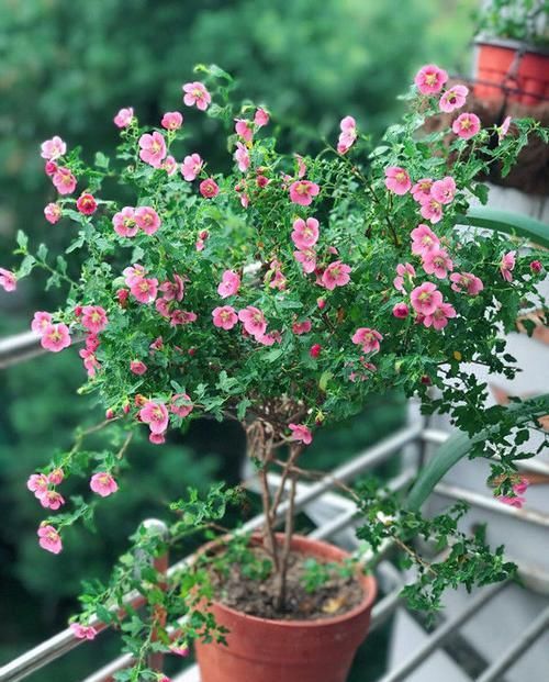  [适合]这些花朵超好养，花朵艳丽又迷人，轻松开爆盆，最适合懒人养，美