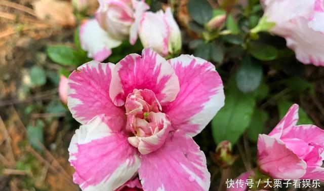 陌生:杜鹃花养不好,掉叶子开花少,做好“两补”,促开花还不掉叶
