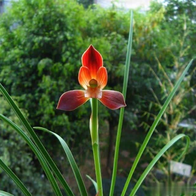  金奖：在山里挖的野草，多次获得兰花“金奖”，誉为：中国兰花第一红